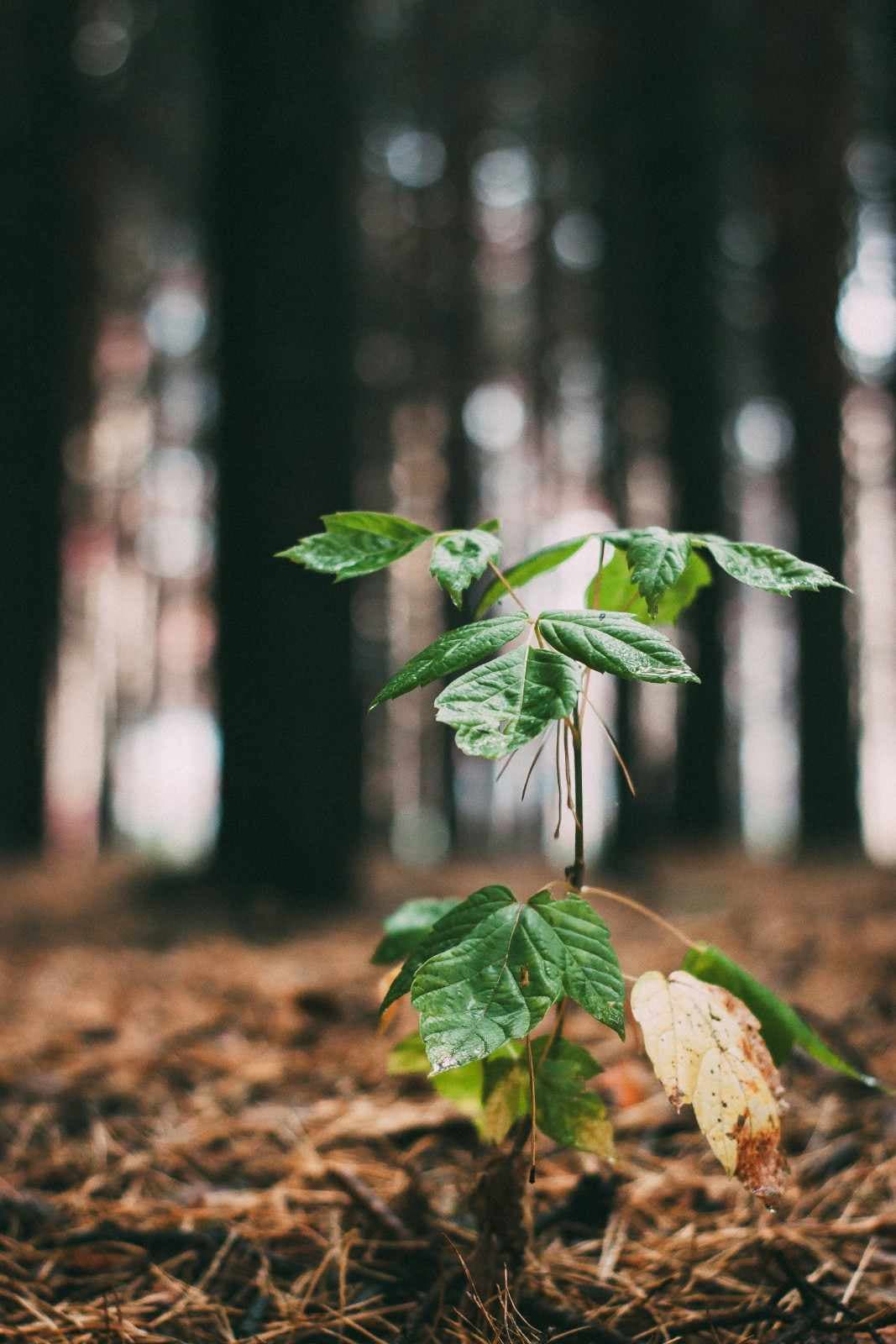 Young plant growing in a forest